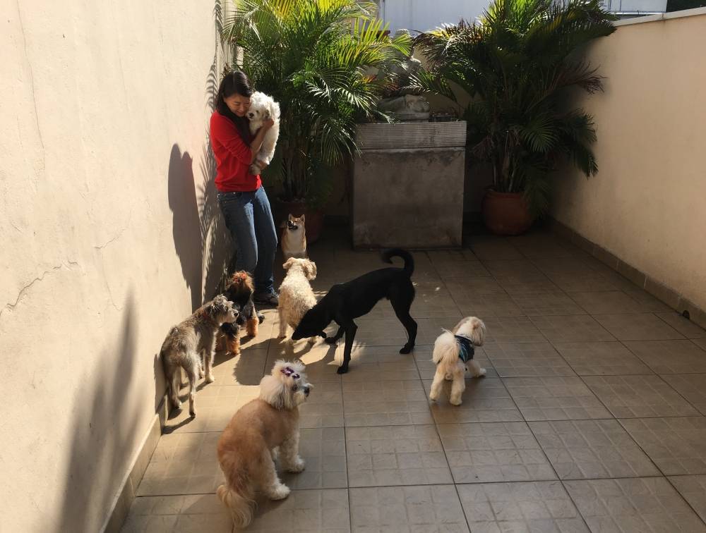 Academia para Adestramento de Cães no Ibirapuera - Adestramento de Cães