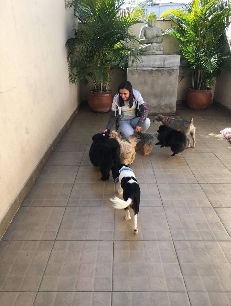 Adestramento de Cachorro Filhote no Jardim São Paulo - Adestramento para Cachorros