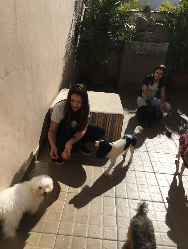 Adestramento de Cachorro Grande em Francisco Morato - Escola para Adestramento de Cães