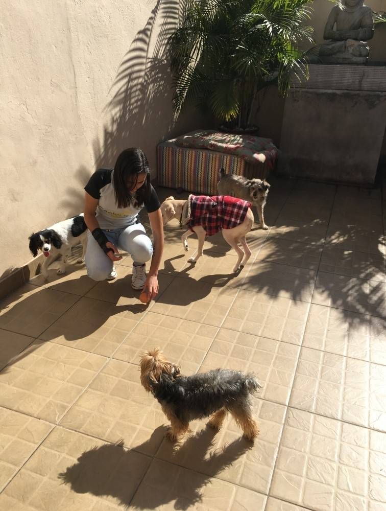 Adestramento de Cachorros em Santa Isabel - Adestramento de Cães