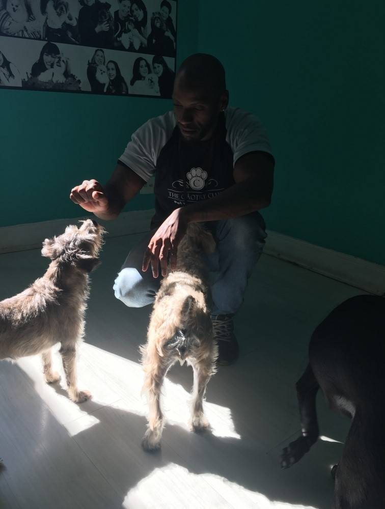 Adestramento de Cães Preço no Jardim São Luiz - Empresas de Adestramento de Cachorro