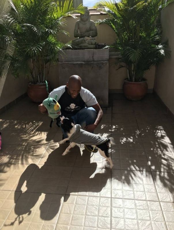 Adestramento de Cães no Jardim Paulistano - Escola para Adestramento de Cães