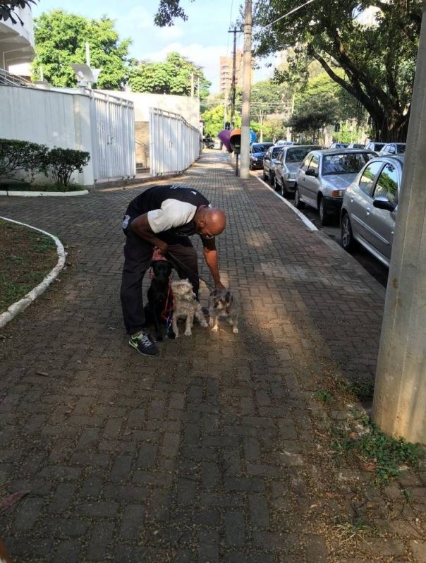 Adestramento para Cachorro em São Paulo Preço no Jardim Paulista - Serviços para Adestramento de Cães