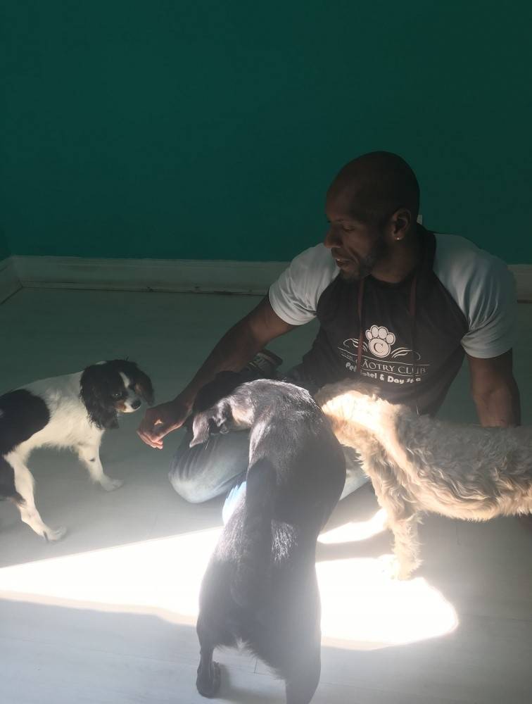 Adestramento para Cachorro em São Paulo em Taboão da Serra - Serviços para Adestramento de Cães