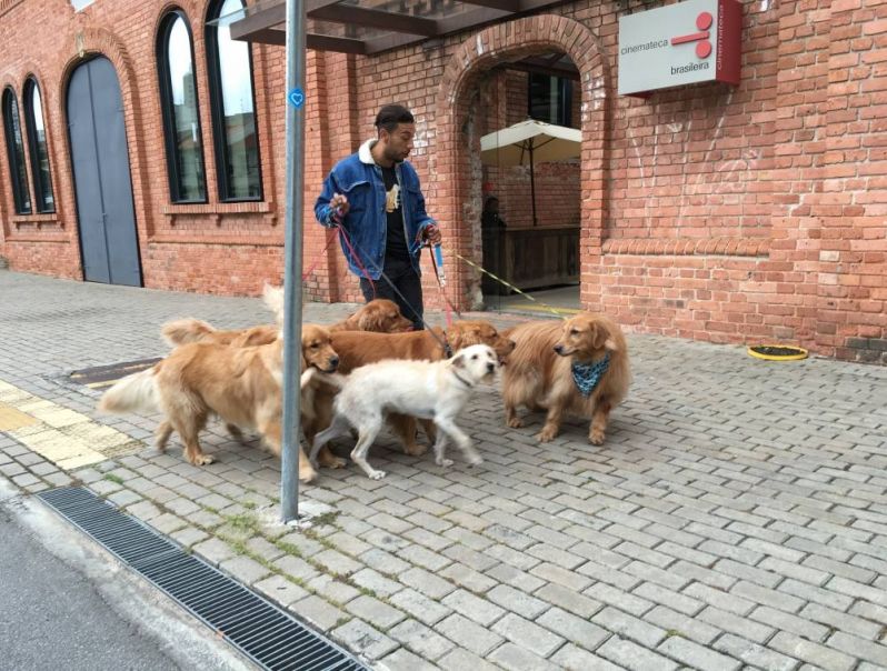 Adestramento para Cachorros em Guarulhos - Serviços para Adestrar Cães