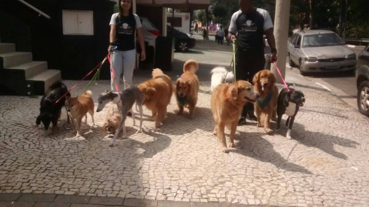 Adestratemnto para Cães na Cidade Patriarca - Adestramento de Cachorro Sp