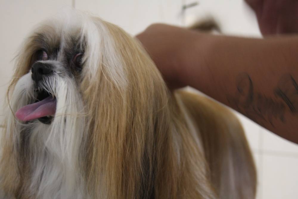 Banho e Tosa Canina Preço em Jandira - Banho e Tosa para Cachorro em São Paulo