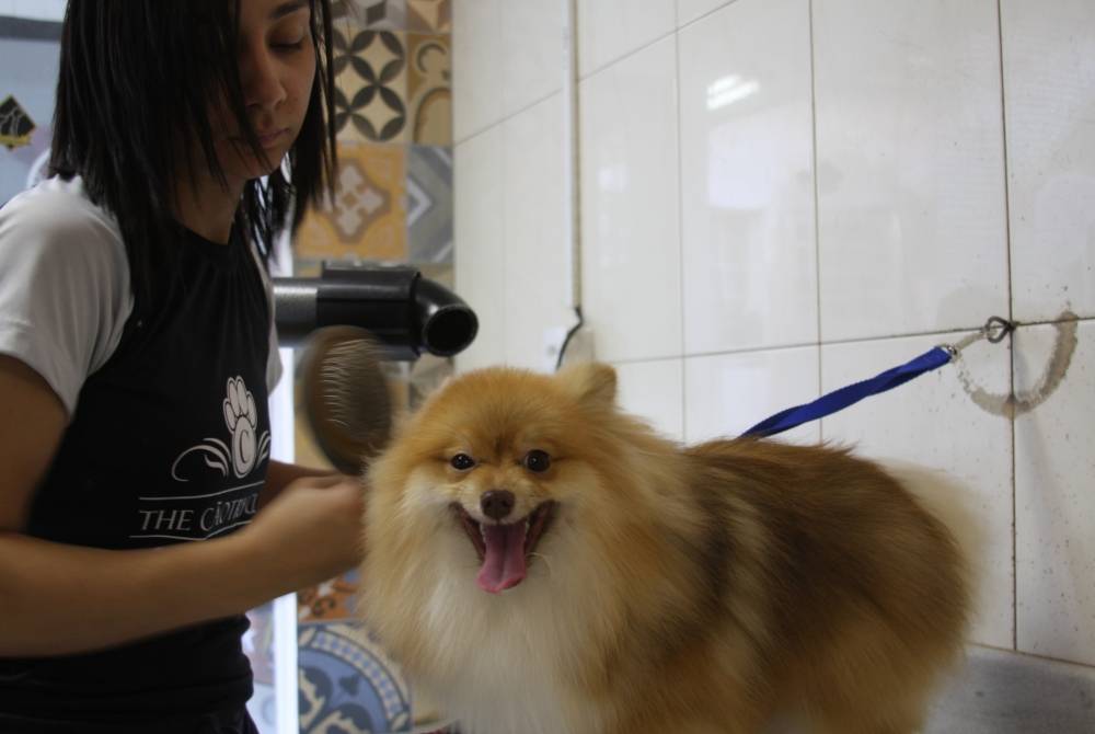 Banho e Tosa de Cachorros Grandes em Glicério - Banho e Tosa para Cachorro em São Paulo