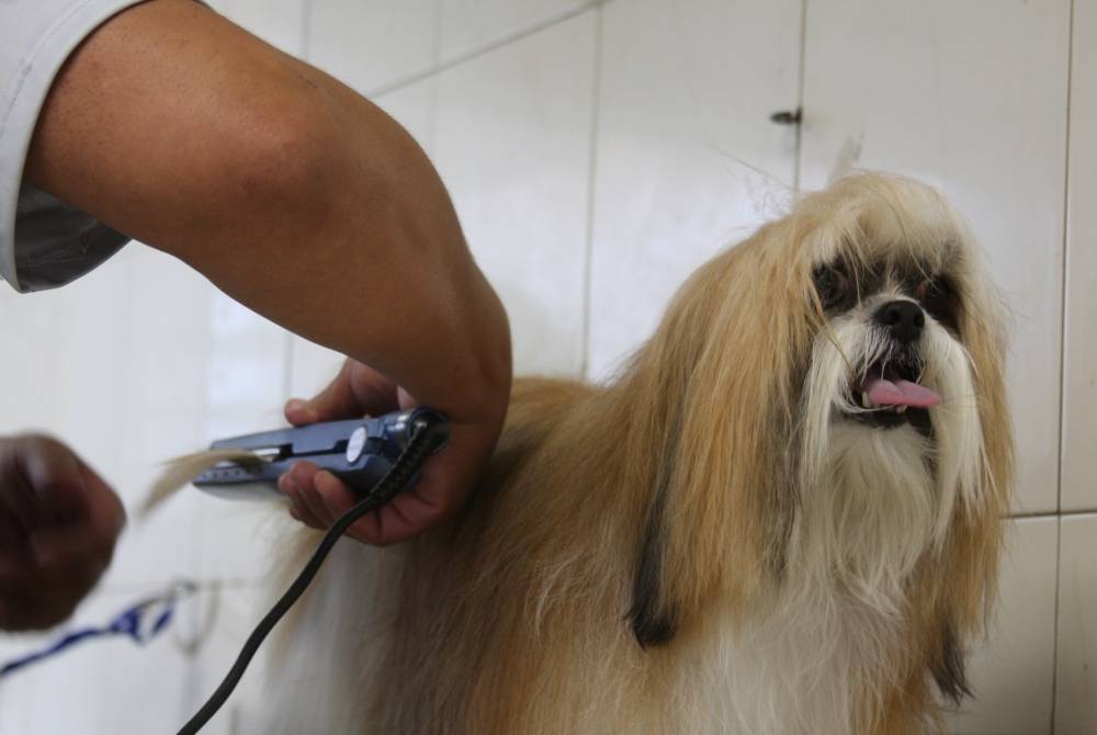 Banho e Tosa de Pets na Cidade Dutra - Banho e Tosa Higiênica para Cachorro