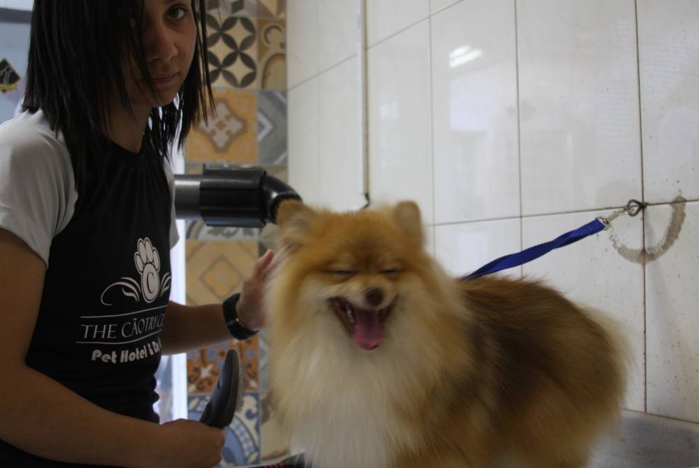 Banho e Tosa em Cachorros no Itaim Paulista - Banho e Tosa Canina