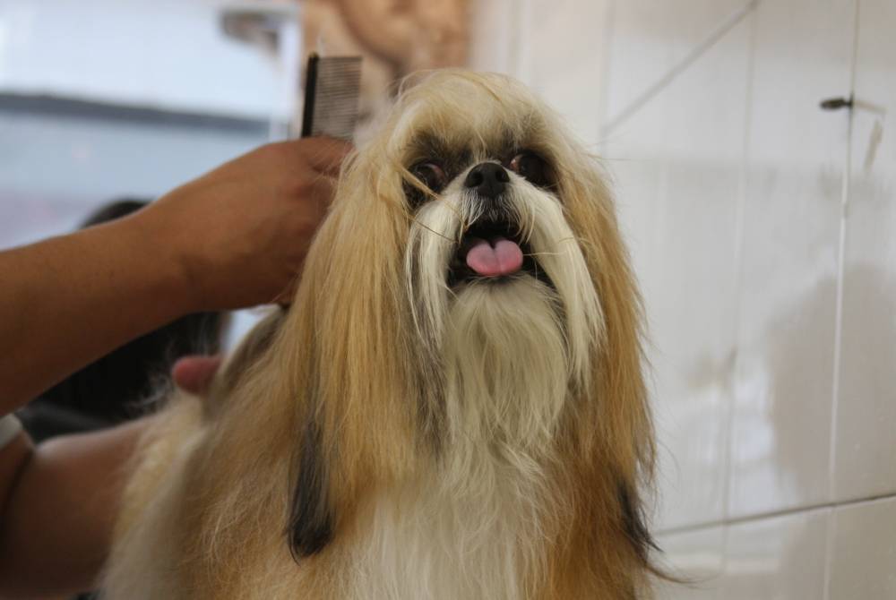 Banho e Tosa para Cachorro em São Paulo em Ribeirão Pires - Banho e Tosa para Cachorros