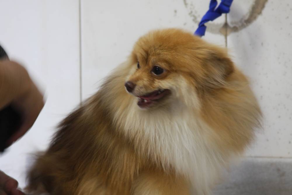 Banho e Tosa para Cachorro em Sp Preço em Vargem Grande Paulista - Banho e Tosa na Tesoura