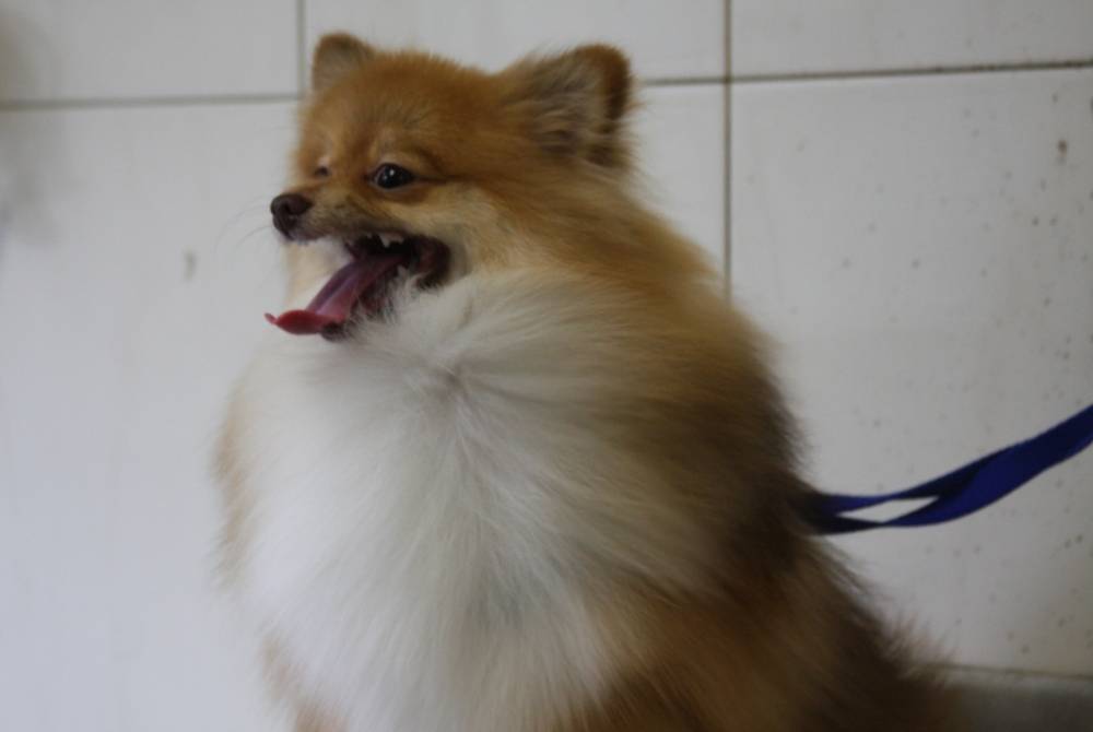 Banho e Tosa para Cachorros de Pelagem Lisa no Jardim Paulista - Banho e Tosa Canina