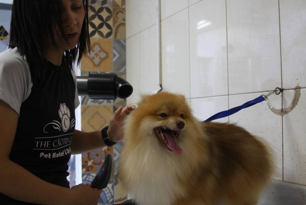 Banho e Tosa para Cães na Ponte Rasa - Banho e Tosa para Cachorro em São Paulo