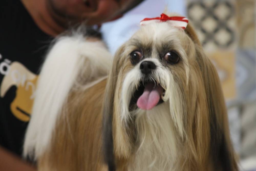 Centro de Banho e Tosa Canina em Brasilândia - Serviços de Banho e Tosa para Cachorro
