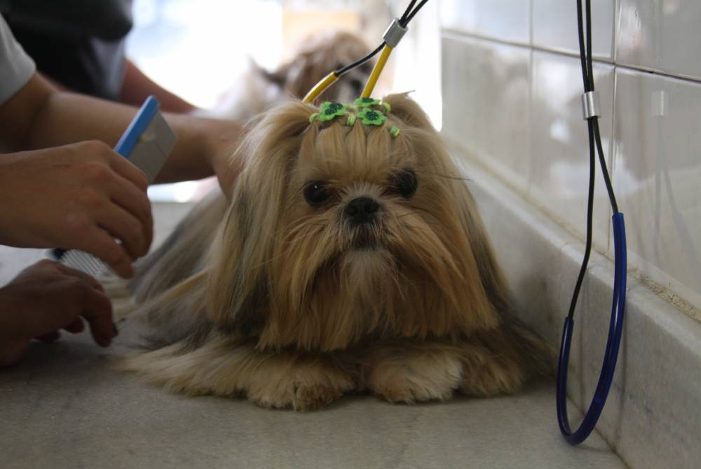 Centro de Estética Canina Preço em Guarulhos - Serviço de Esteticista para Cachorros