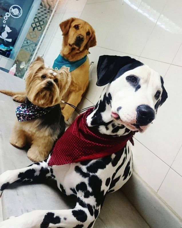 Centro de Estética para Cachorros em Suzano - Curso de Estética Canina