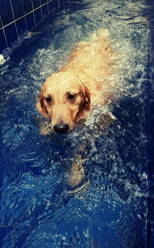 Centro de Fisioterapia para Cão na Aclimação - Tratamento de Fisioterapia Canina