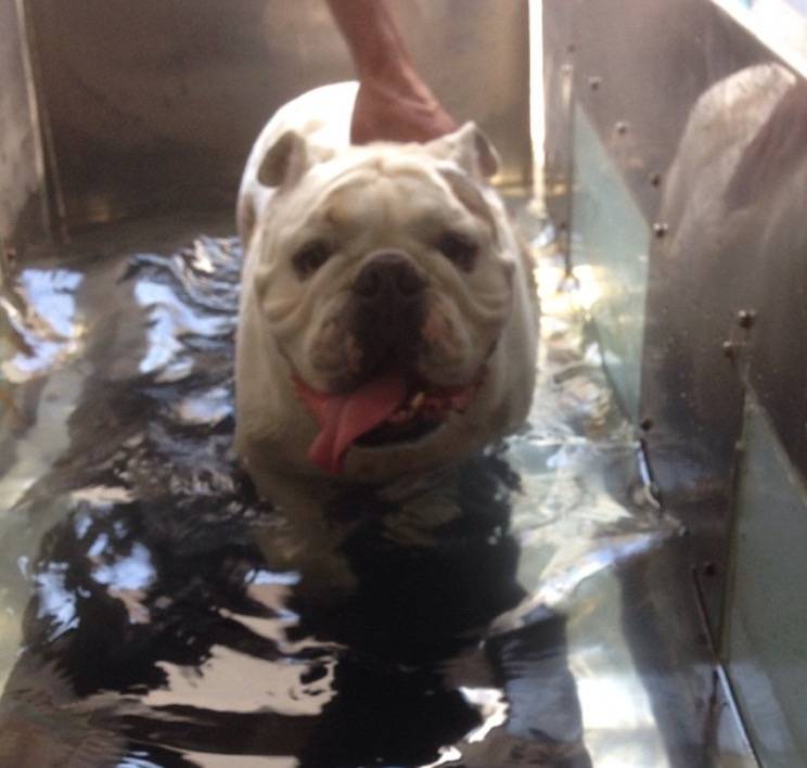 Centro de Reabilitação para Cachorros em Água Rasa - Fisioterapia para Cachorros