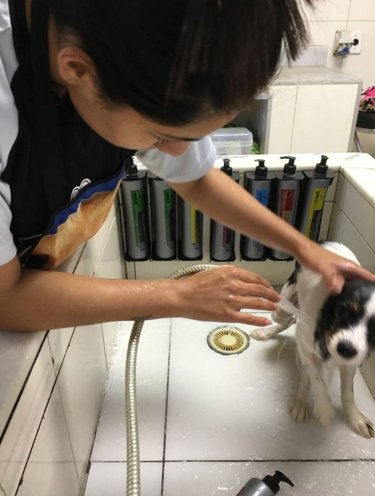 Clínica de Estética para Cachorros em Biritiba Mirim - Serviço de Esteticista para Cachorros
