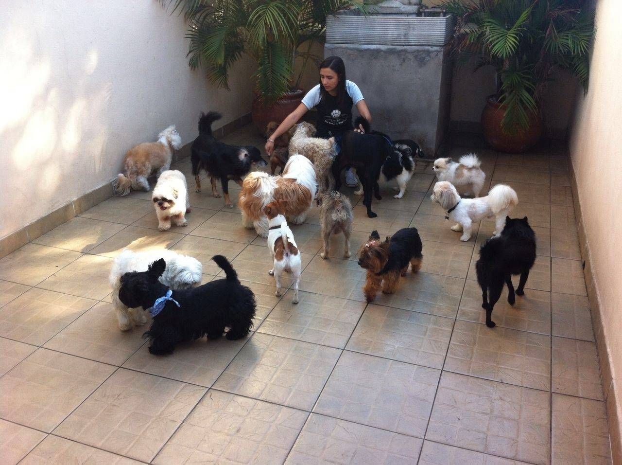 Creche Canina Preço no Pacaembu - Day Care para Cães