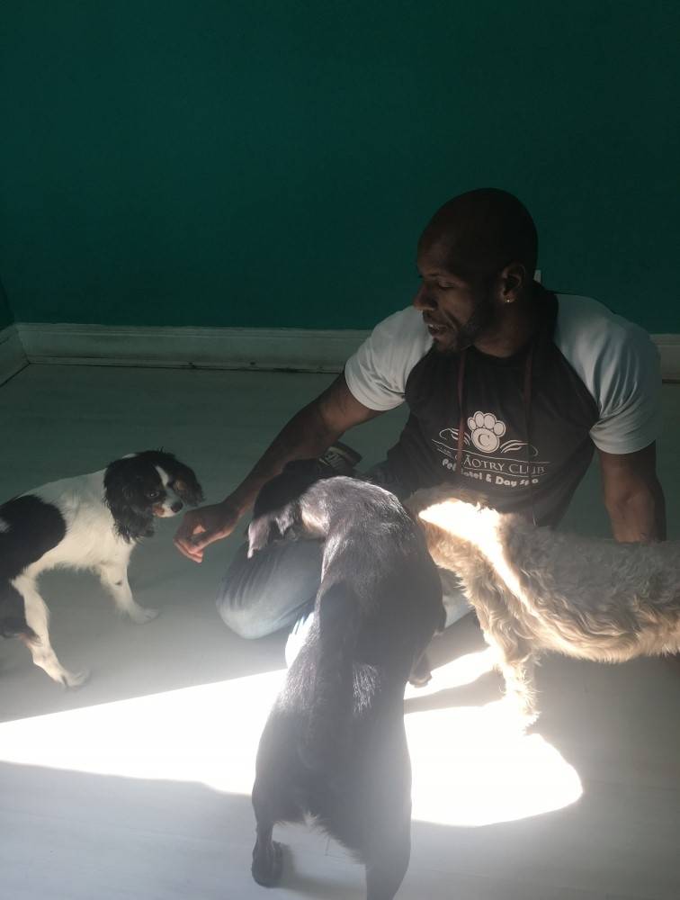 Creche de Cachorro Preço em Cachoeirinha - Day Care para Cães