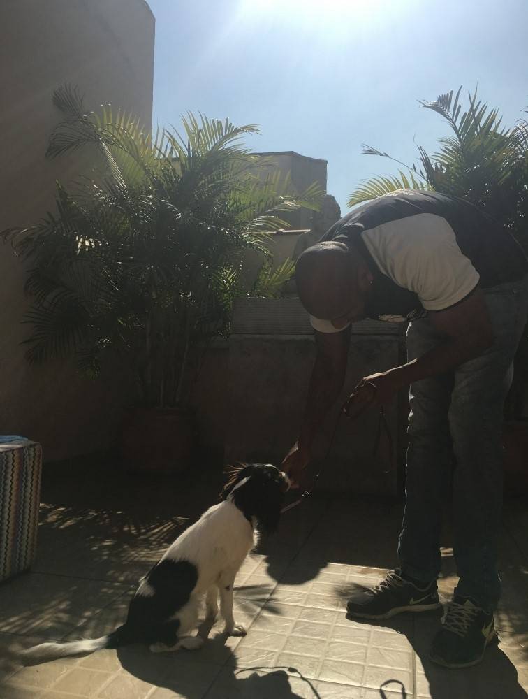 Creche de Cachorro em Biritiba Mirim - Serviços de Creche para Cães