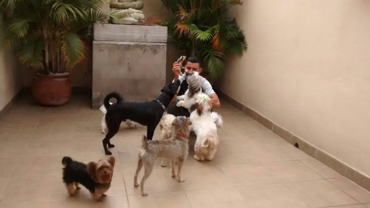 Creche de Cães em Ribeirão Pires - Creche de Cachorro