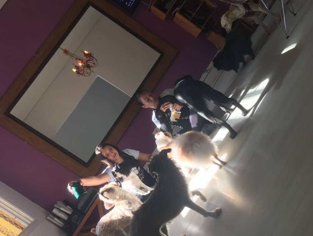 Creche e Cuidado Canino no Itaim Bibi - Serviços de Creche para Cães