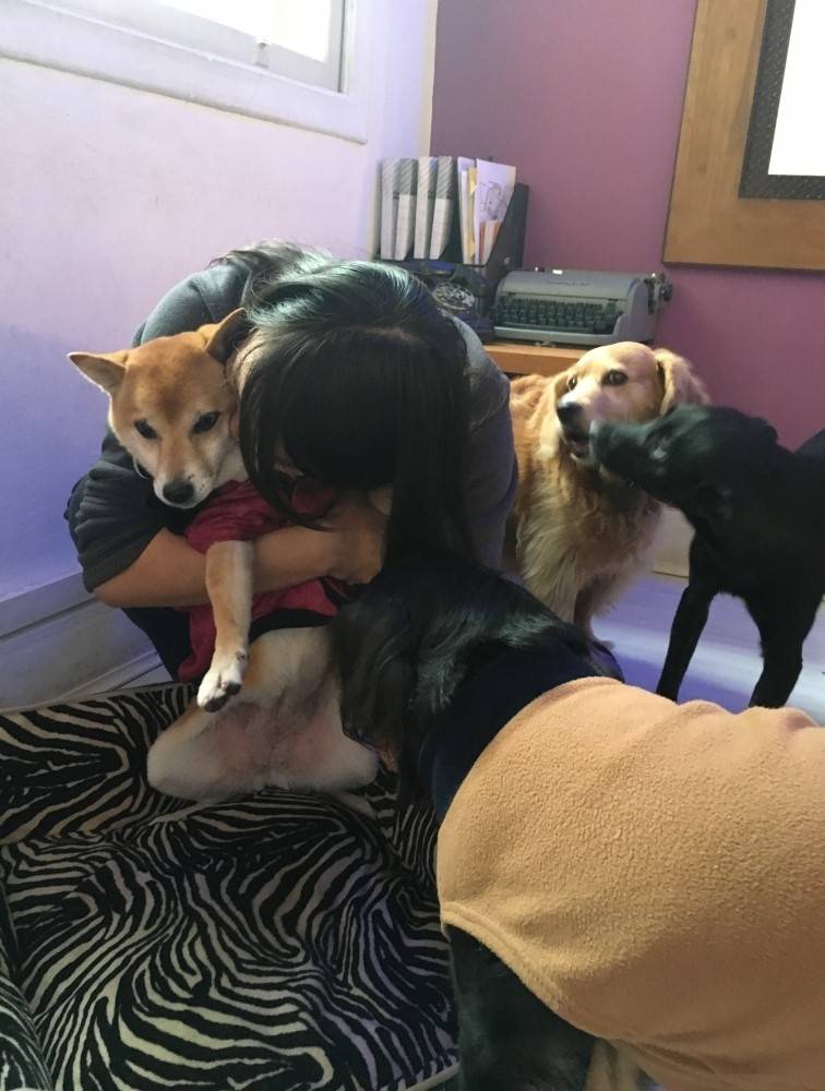 Creche Hotel para Cães em São Domingos - Hotéis para Cachorro