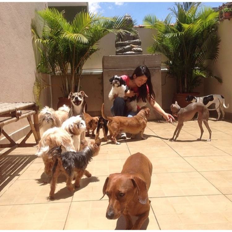 Creche para Cachorro em São Paulo na Vila Mariana - Creche de Cães