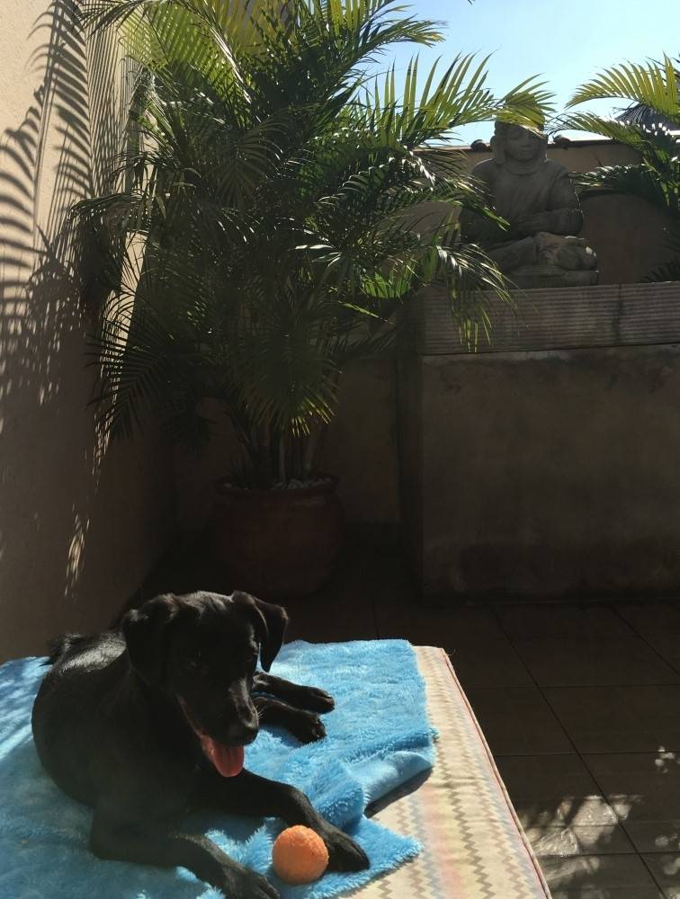 Creches Canina em Franco da Rocha - Serviços de Creche para Cachorro