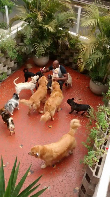 Creches para Cachorro em Caieiras - Day Care para Cães