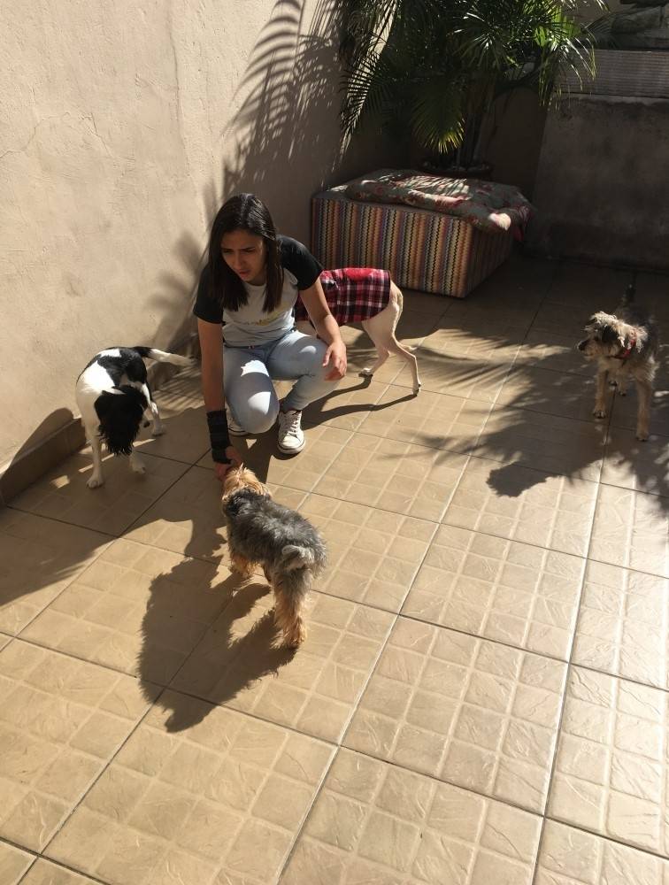 Curso de Adestramento de Cães em Guarulhos - Escola para Adestramento de Cães