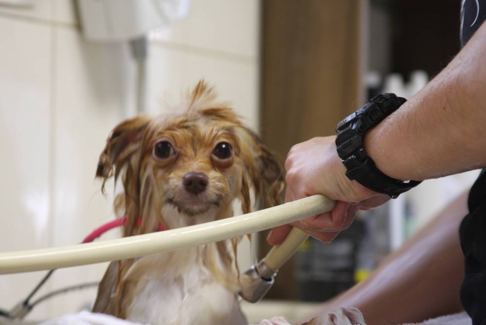 Curso de Estética Canina em Osasco - Centro de Estética para Cães