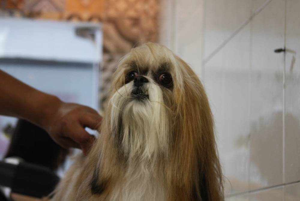 Curso Esteticista Pet em Perus - Estética para Cachorro em São Paulo