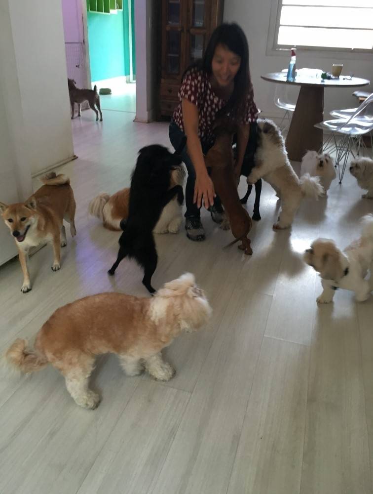 Curso para Adestrador de Cães em Franco da Rocha - Empresas de Adestramento de Cachorro