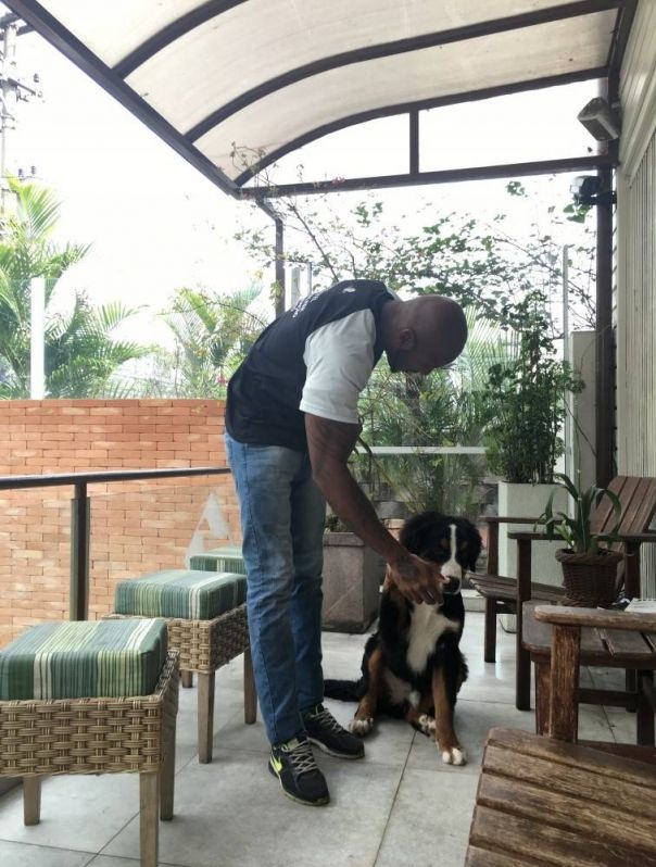 Cursos de Adestramento de Cachorros no Parque São Lucas - Serviços para Adestrar Cães