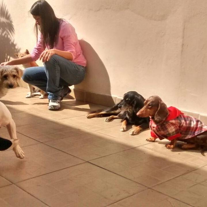 Cursos de Adestramento de Cães em São Lourenço da Serra - Adestramento para Cachorros