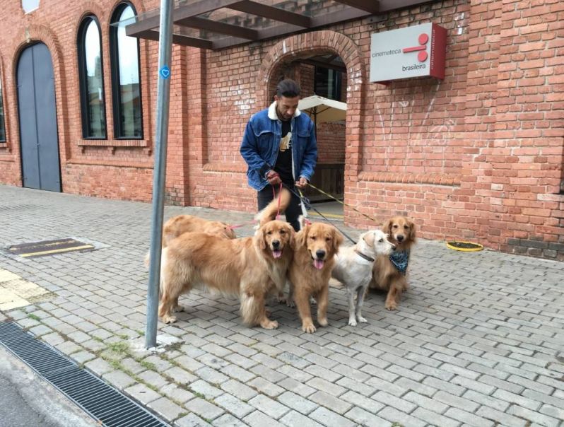 Cursos para Adestrar Cães em Mogi das Cruzes - Adestramento para Cachorro em São Paulo