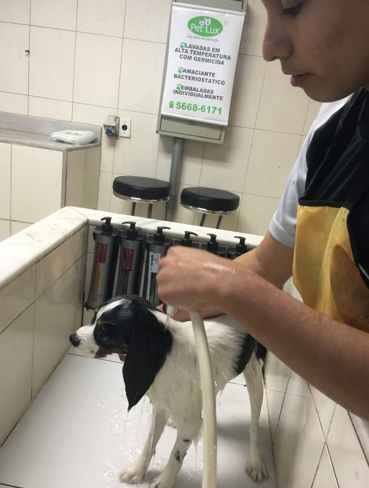 Cursos para Estética Pet no Jardim Paulista - Serviço de Estética para Cães