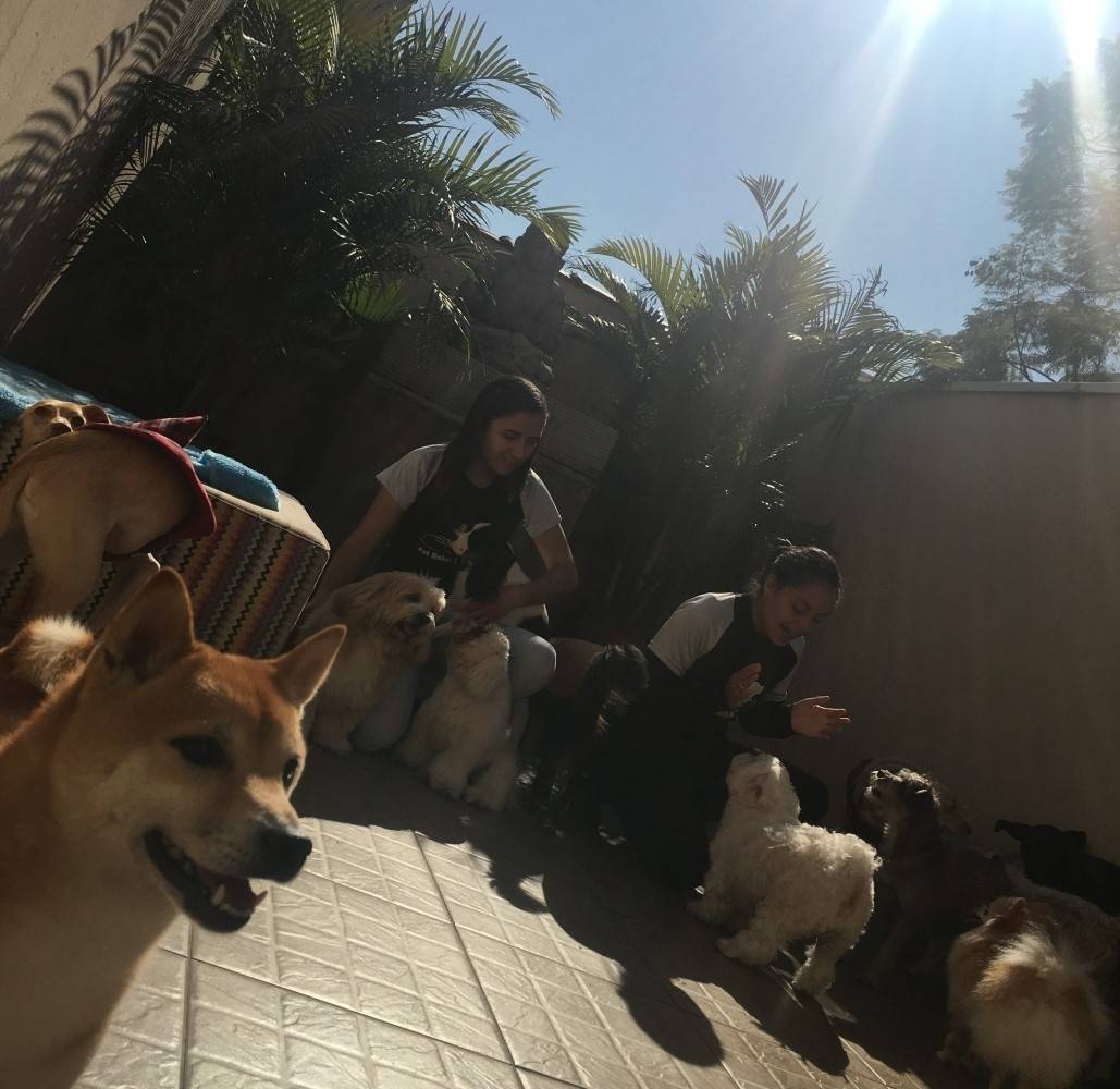 Day Care para Cães Online em Santo Amaro - Creche para Cachorro em São Paulo