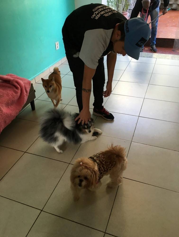 Escola de Adestramento para Cachorro no Cambuci - Serviços para Adestramento de Cães
