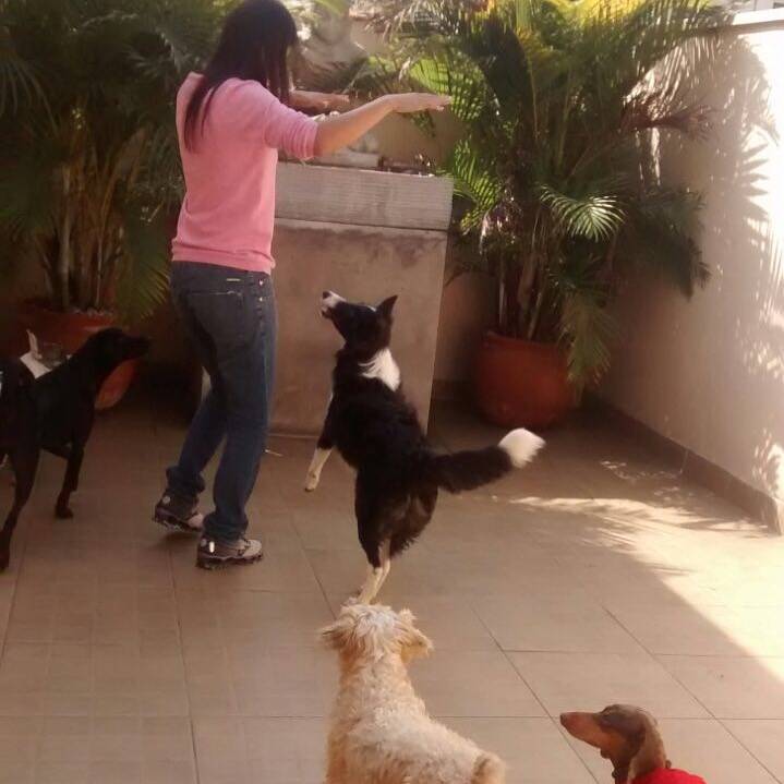 Escola para Adestramento de Cães Preço no Ibirapuera - Serviços para Adestramento de Cães