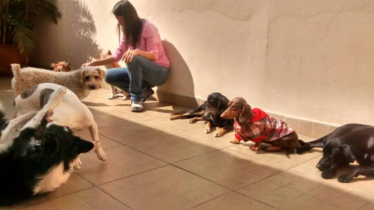 Escola para Adestramento de Cães em São Bernardo do Campo - Cursos para Adestramento de Cães