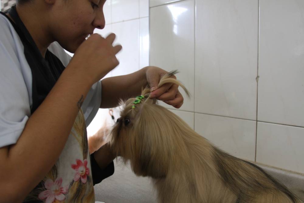 Espaço de Estética para Cachorros Preço no Imirim - Centro de Estética para Cães