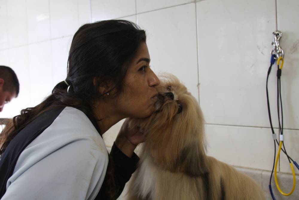 Espaço de Estética para Cachorros na Vila Gustavo - Serviço de Estética para Cães