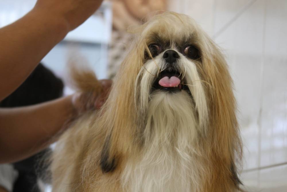 Espaço de Estética para Cães em Salesópolis - Centro Estético para Cachorro
