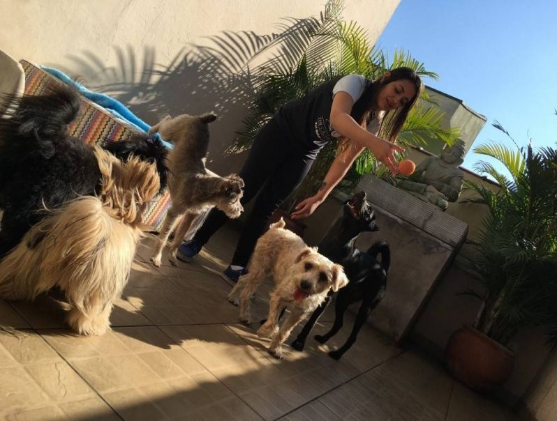 Espaço dos Cães em São Lourenço da Serra - Serviço de Hotel para Cachorro