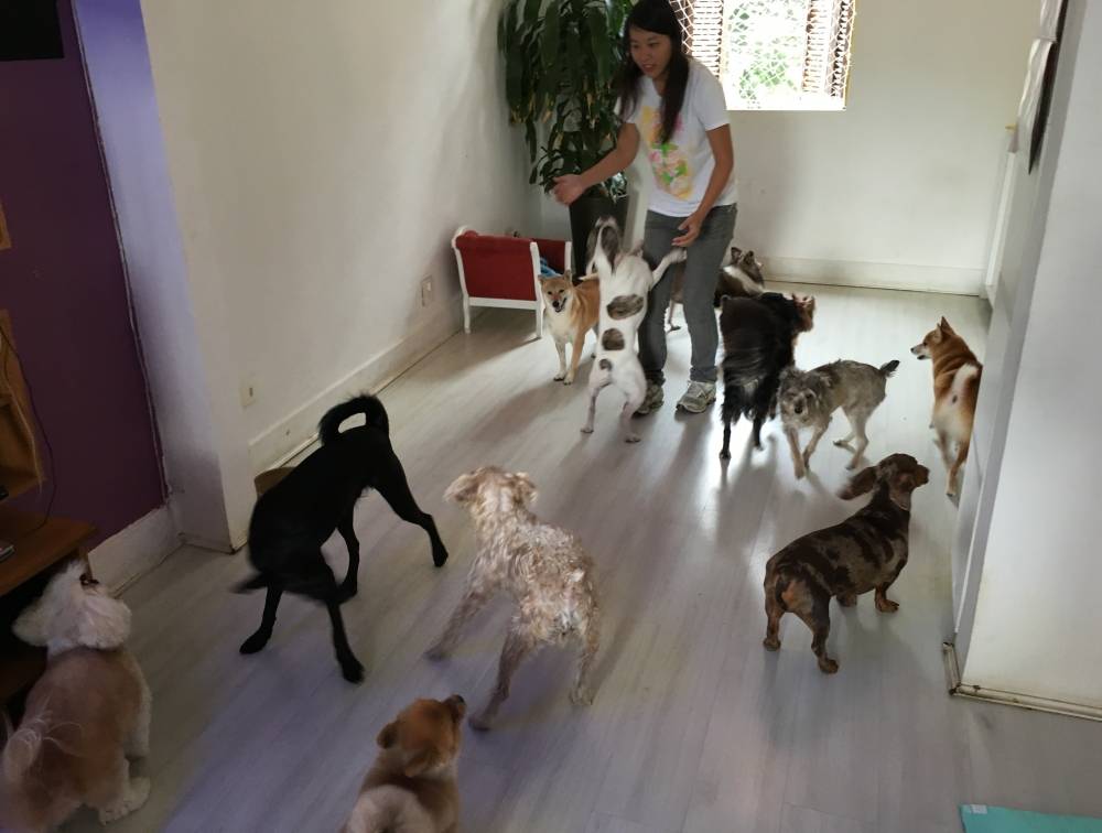 Espaço para Adestramento de Cães na Água Funda - Adestramento de Cães